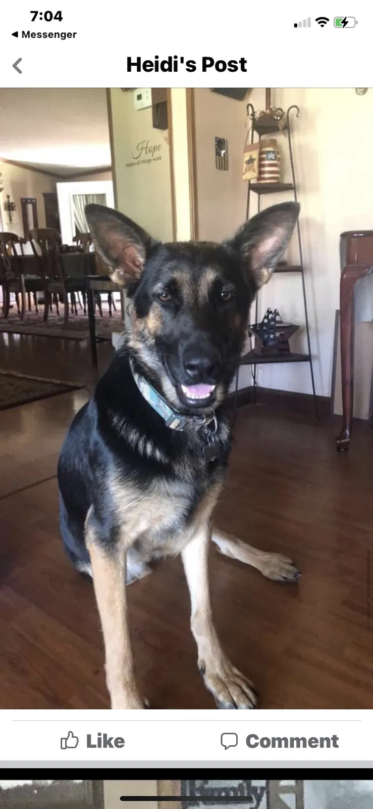 Lost dog in Bulls Gap, TN, 37711