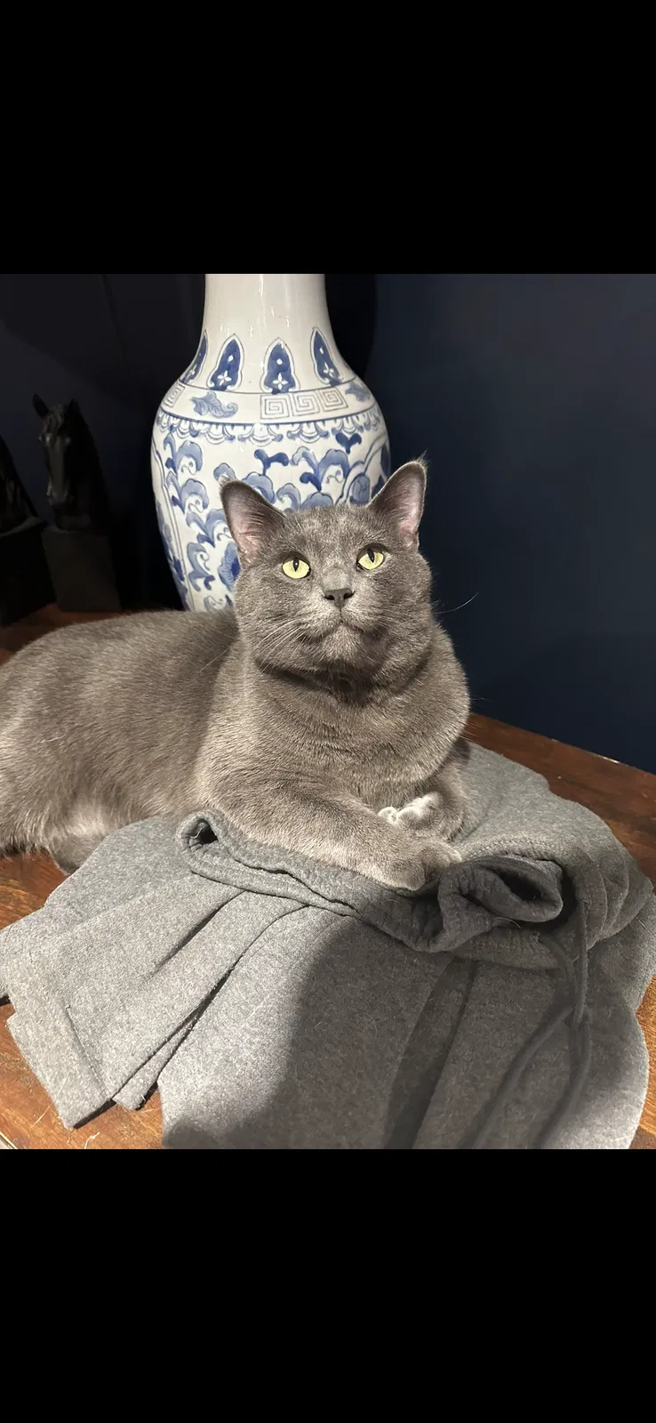 Lost cat in Bristolville, OH, 44402
