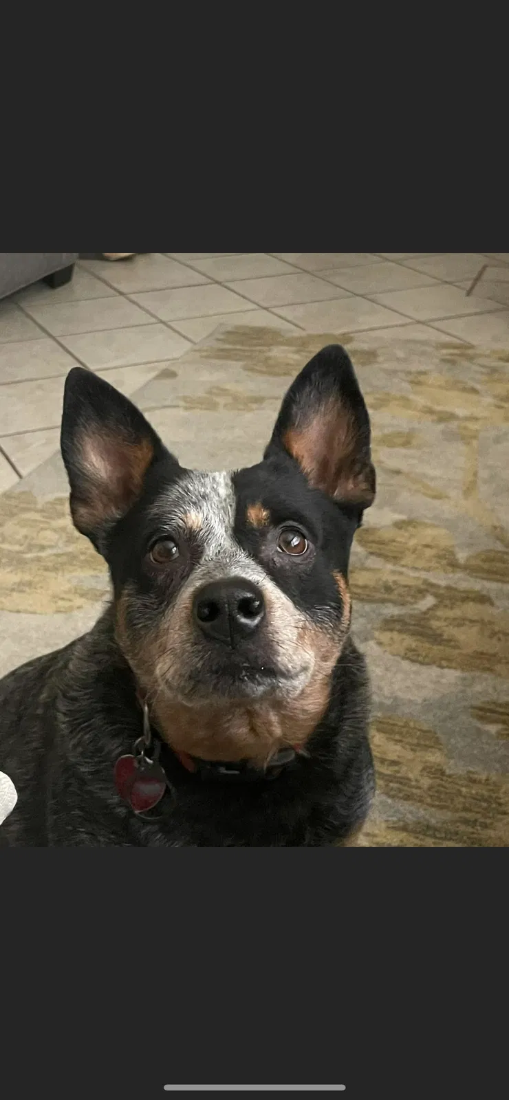 Lost dog in Fort Worth, TX, 76135