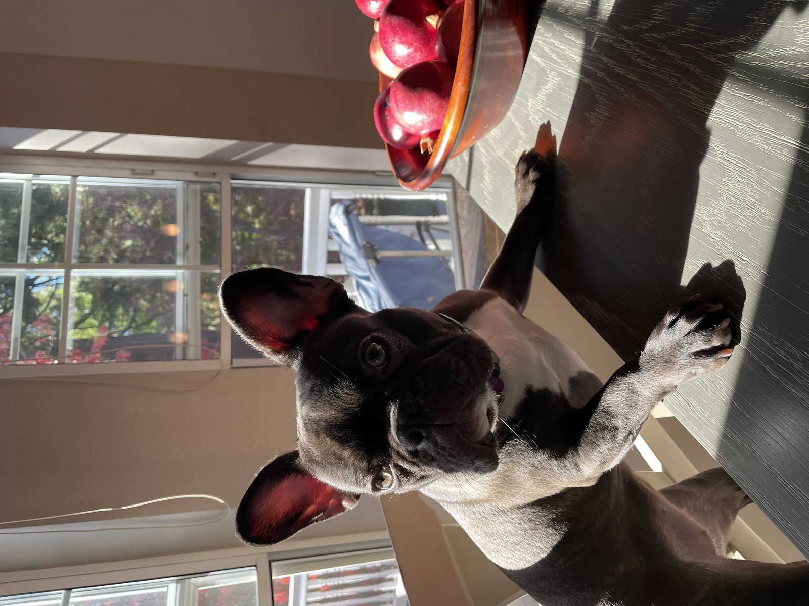 Lost dog in North Fork, CA, 93643