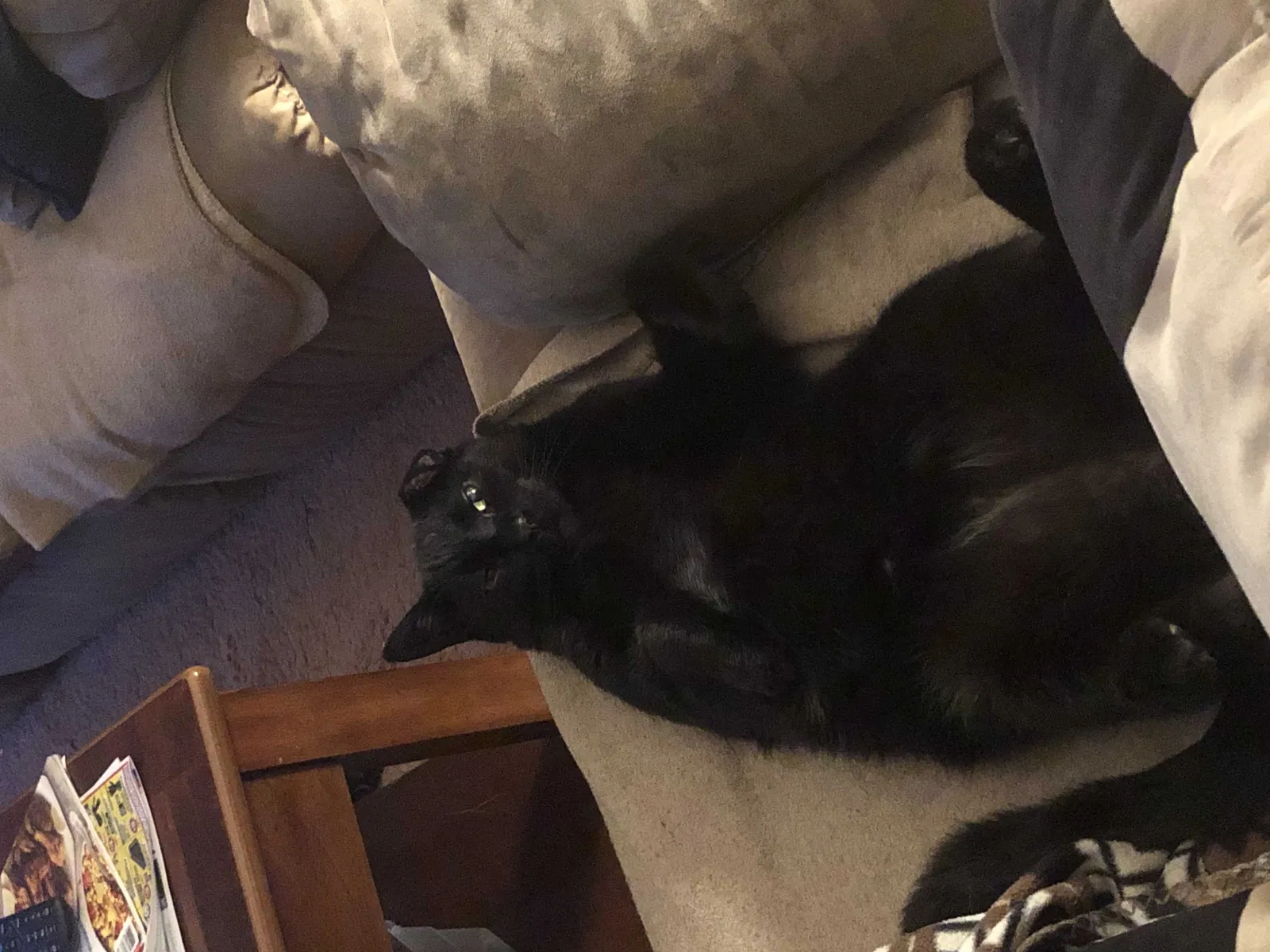 Lost cat in Peshtigo, WI, 54157