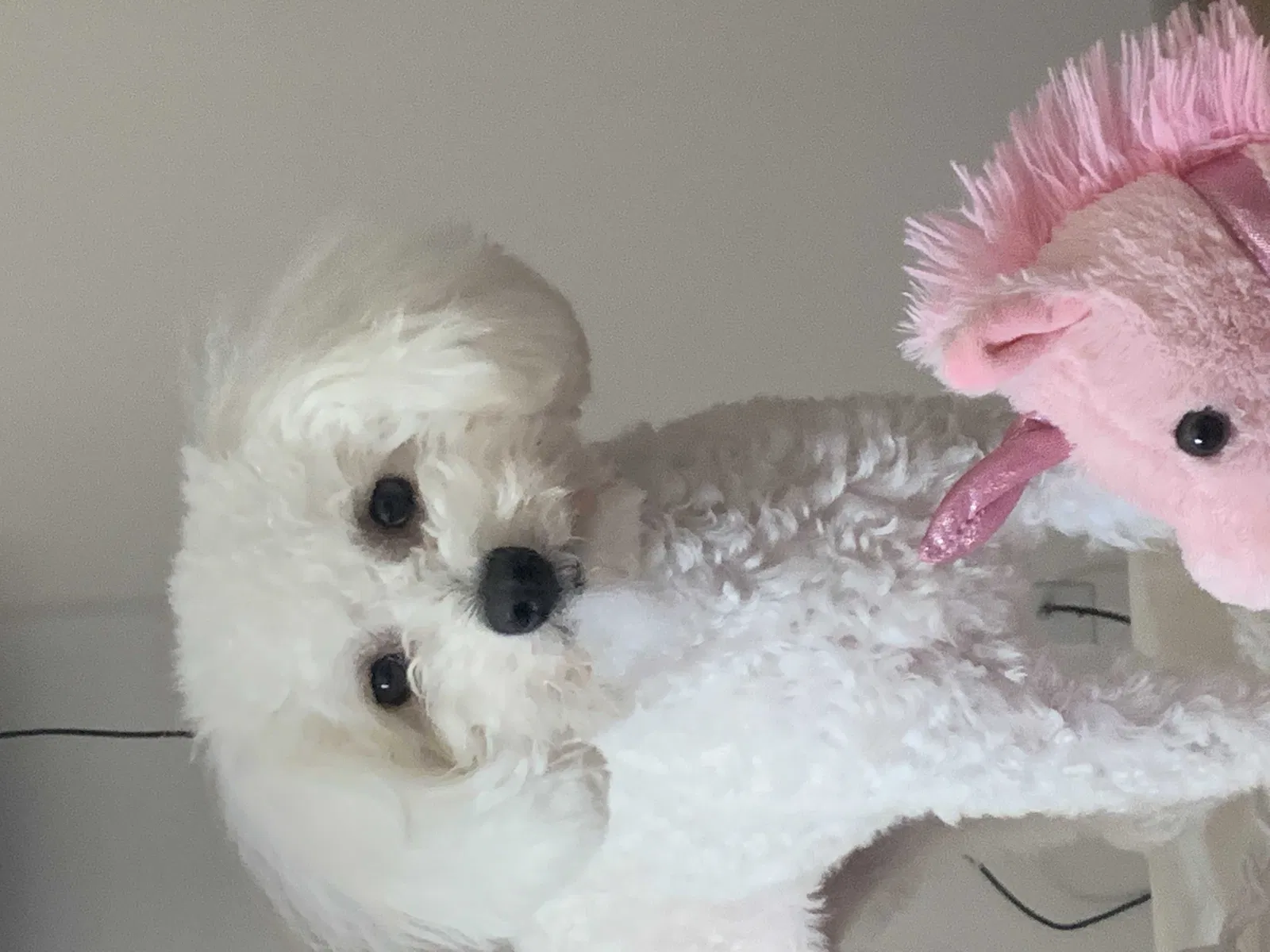 Lost dog in Terre Haute, IN, 47802