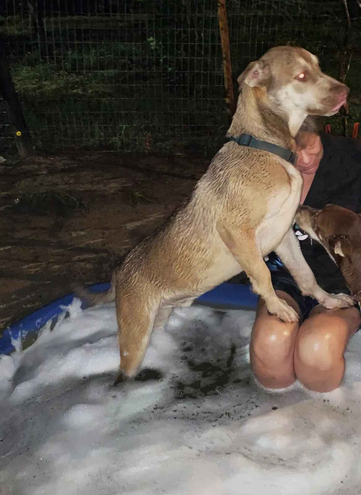Lost dog in Bay Minette, AL, 36507