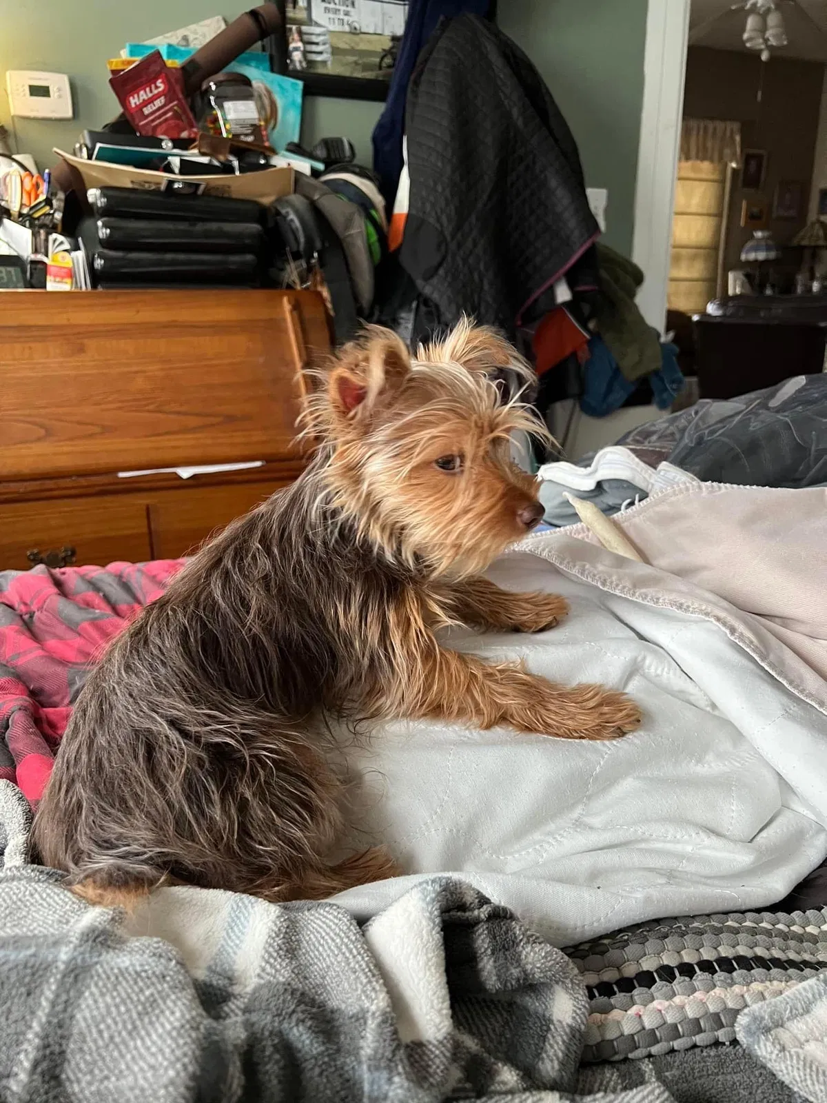 Lost dog in Springfield, IL, 62711