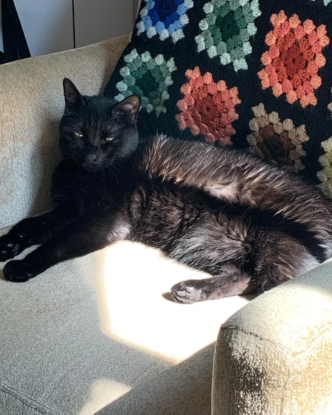 Lost cat in Tulsa, OK, 74137
