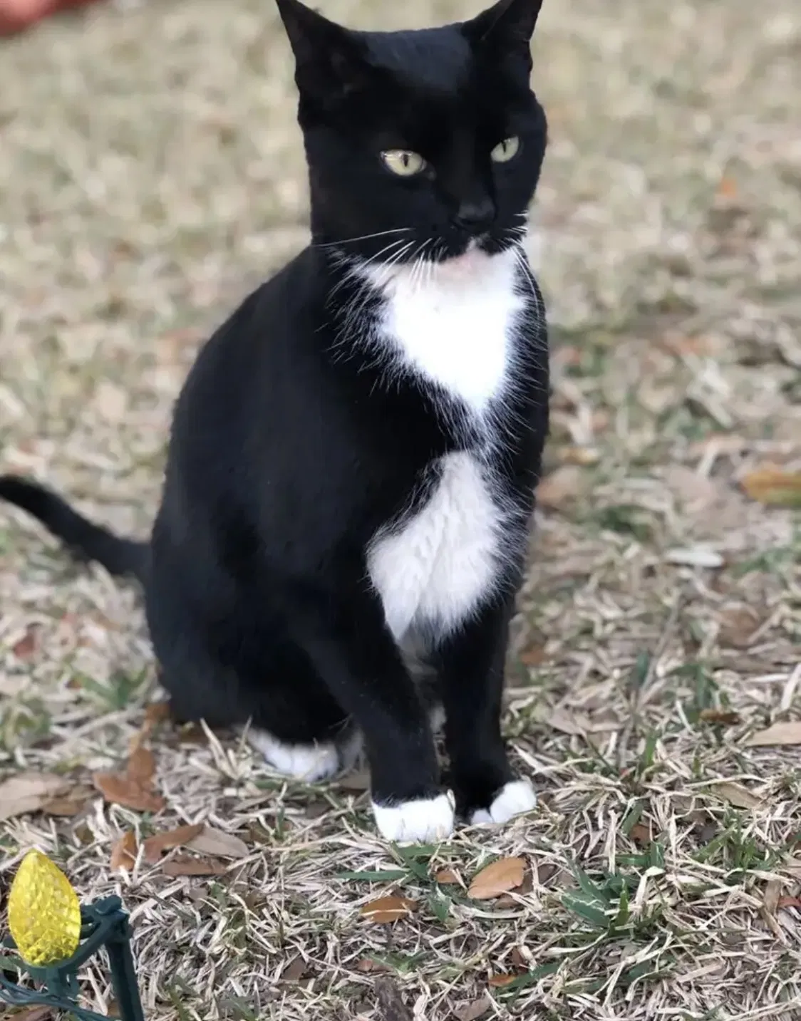 Lost cat in Willis, TX, 77318
