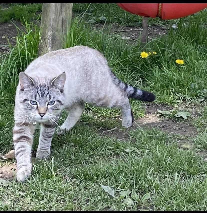 Lost cat in Mansfield, OH, 44906