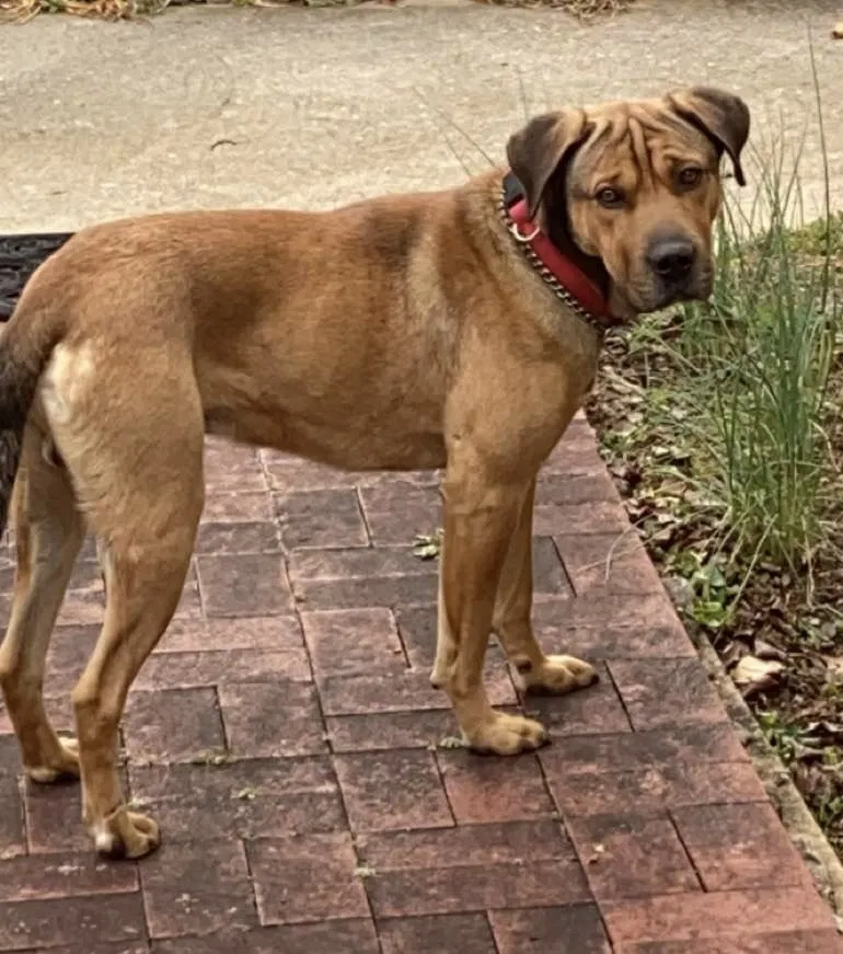 Found dog in Lenoir, NC, 28645