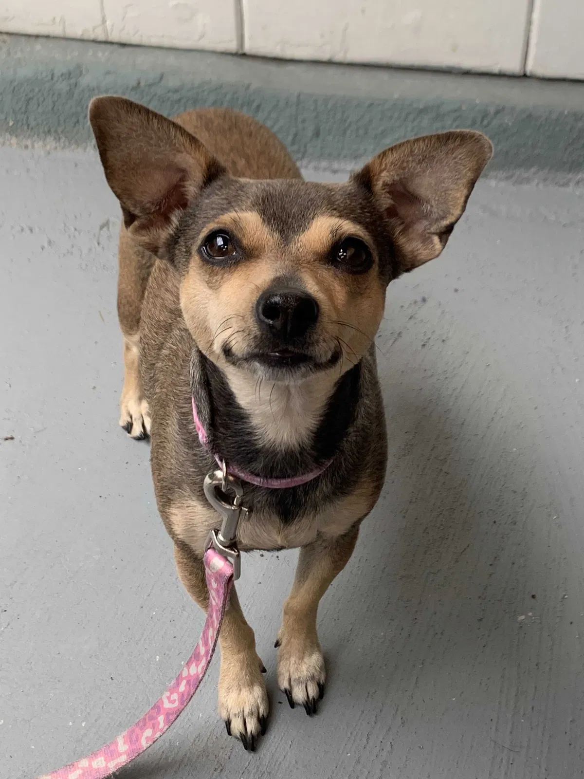 Lost dog in National City, CA, 91950