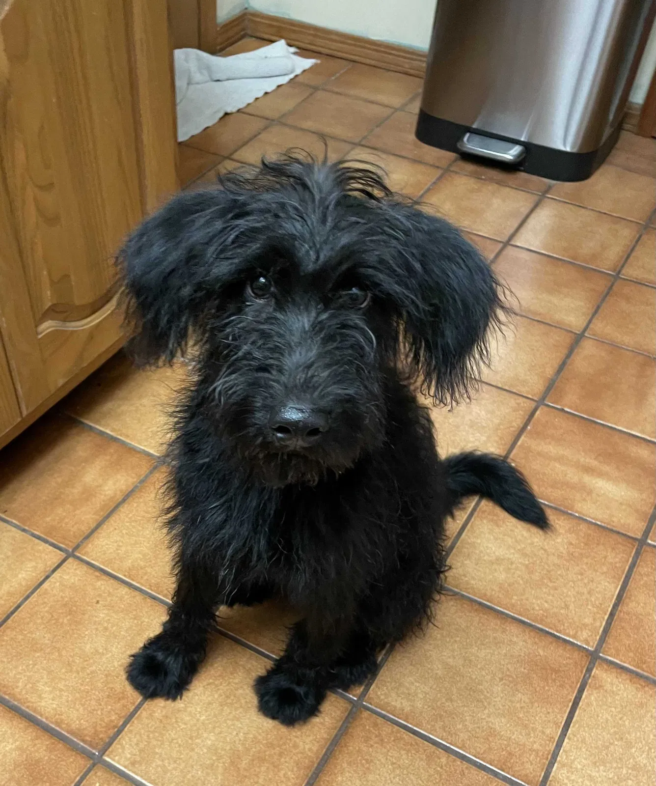 Found dog in Coweta, OK, 74429