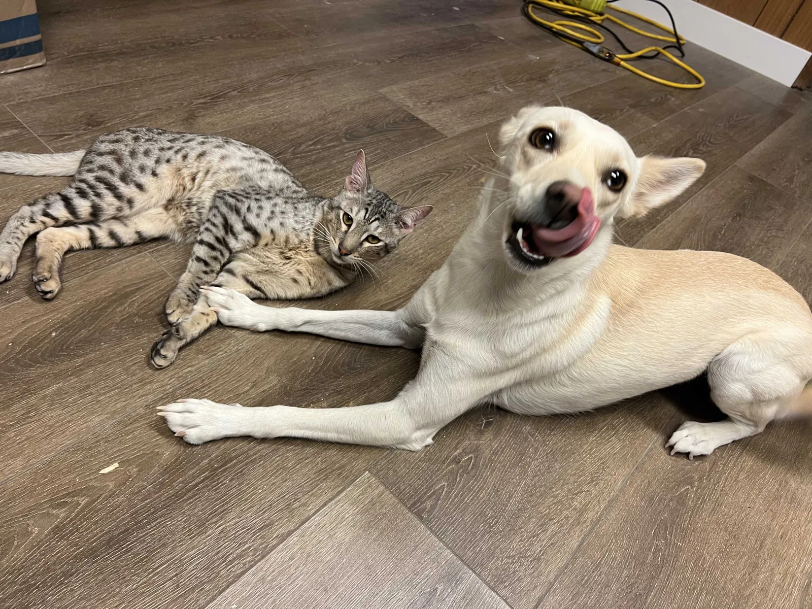 Lost dog in Pahrump, NV, 89048
