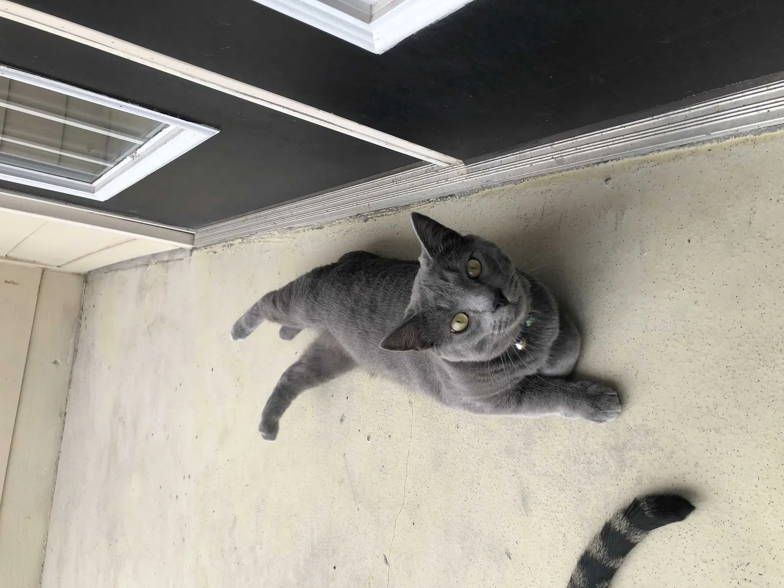 Lost cat in Bowling Green, KY, 42104