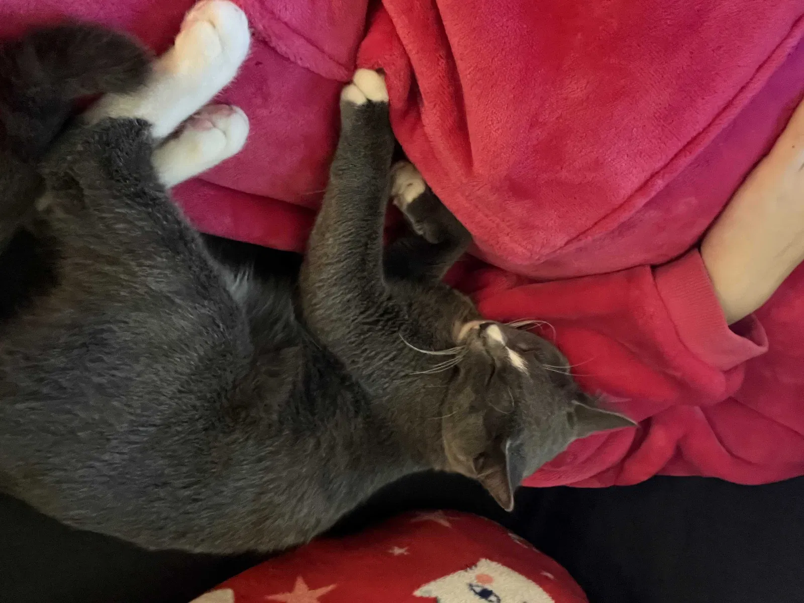 Lost cat in Portland, OR, 97222