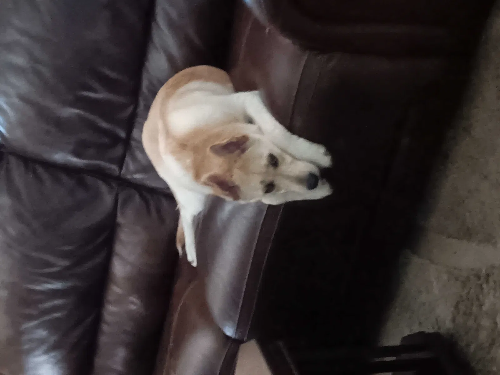 Lost dog in Unknown, NJ, 9901