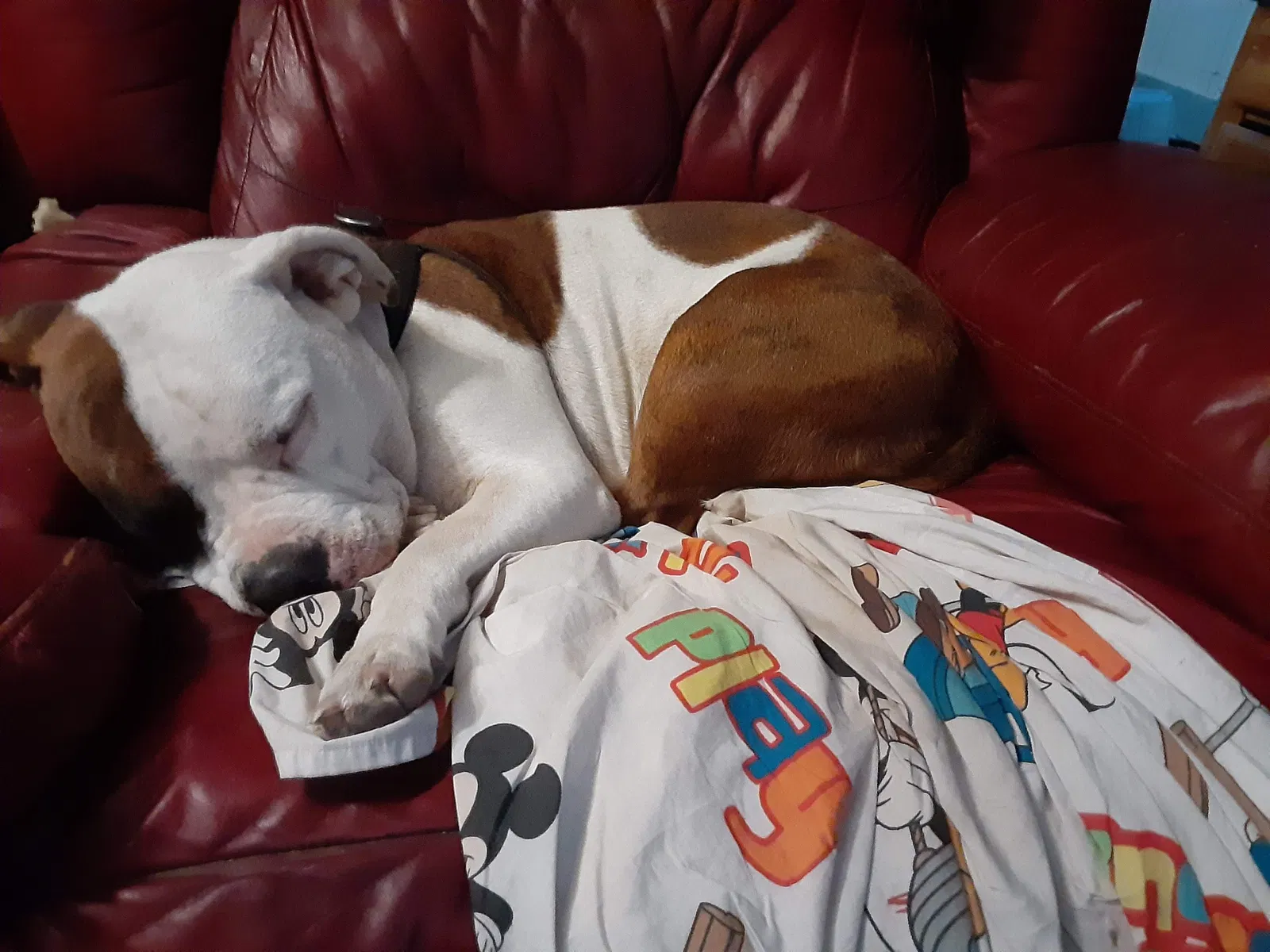 Lost dog in Wichita, KS, 67216
