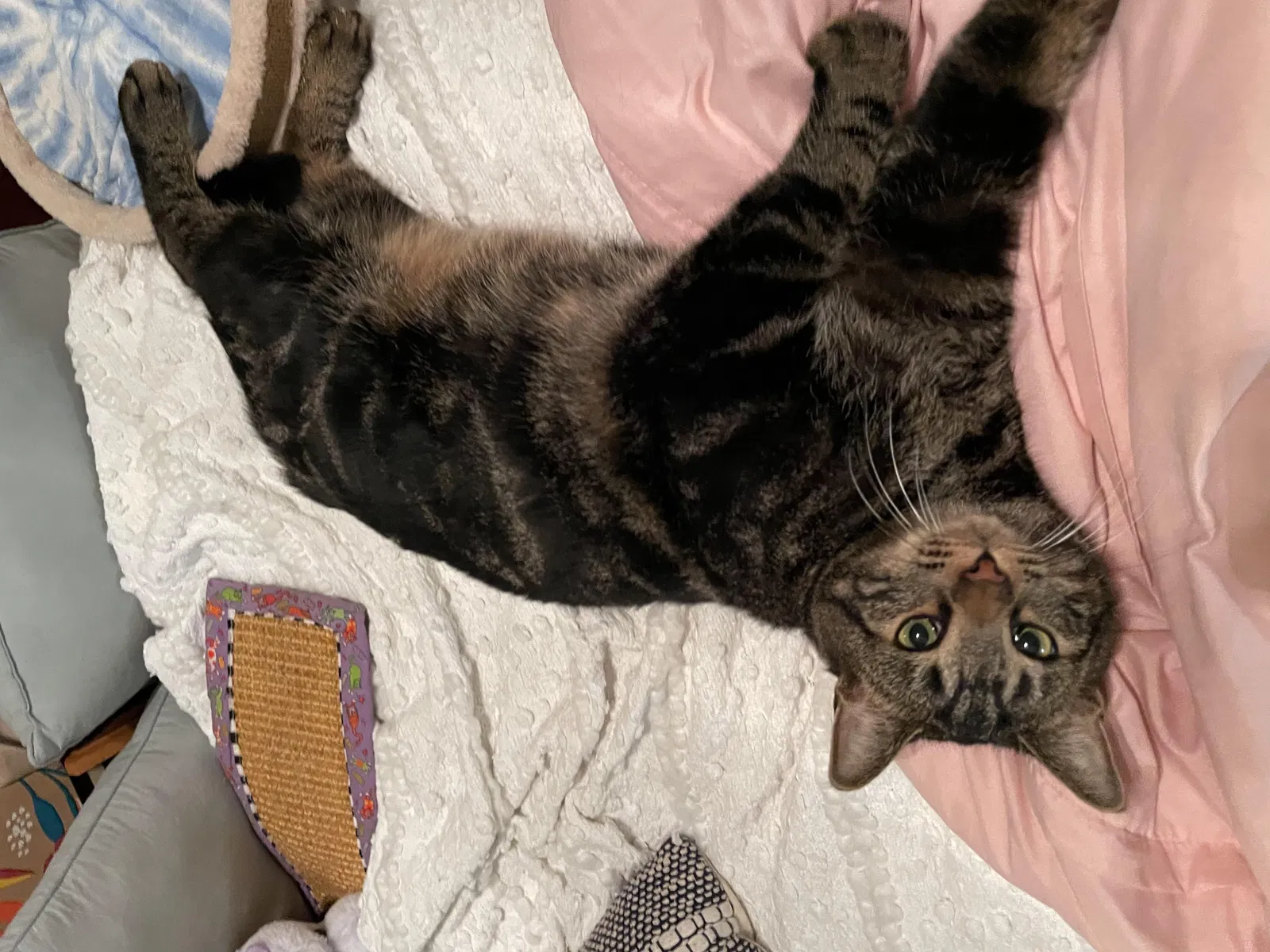 Found cat in Poquoson, VA, 23662