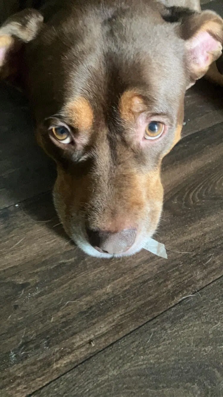 Found dog in Avondale, AZ, 85323