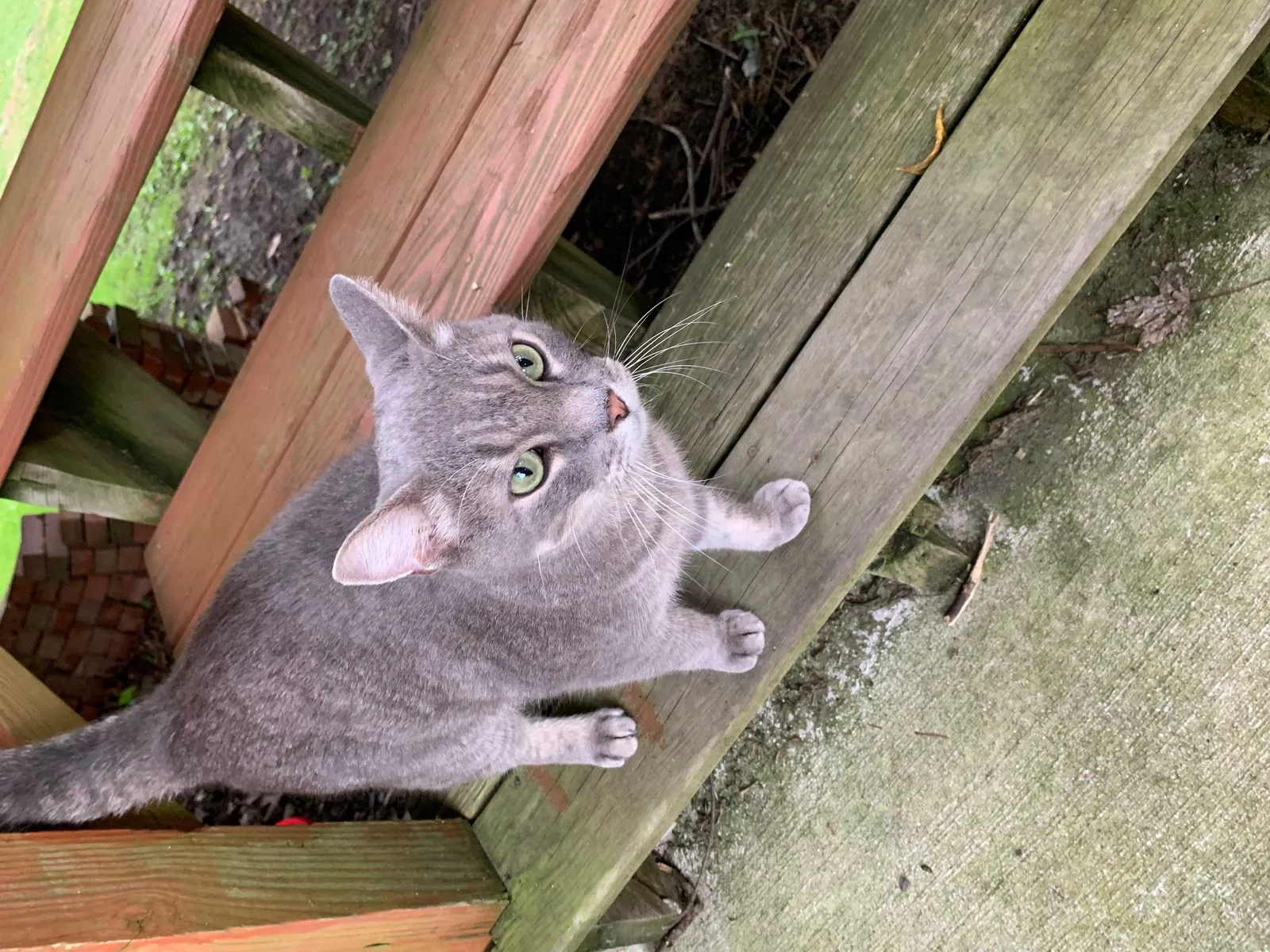 Lost cat in Royersford, PA, 19468