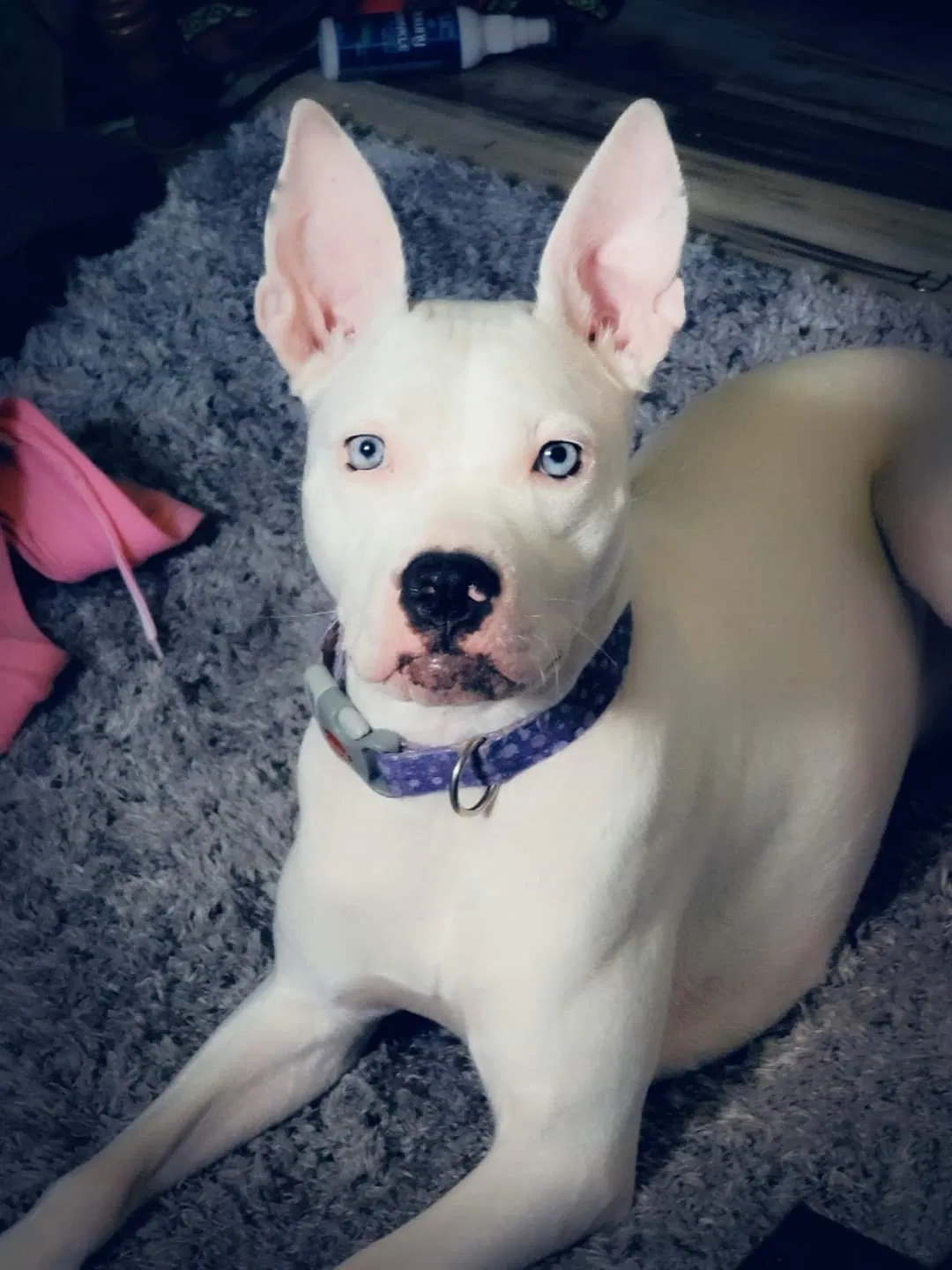 Lost dog in Louisville, KY, 40243