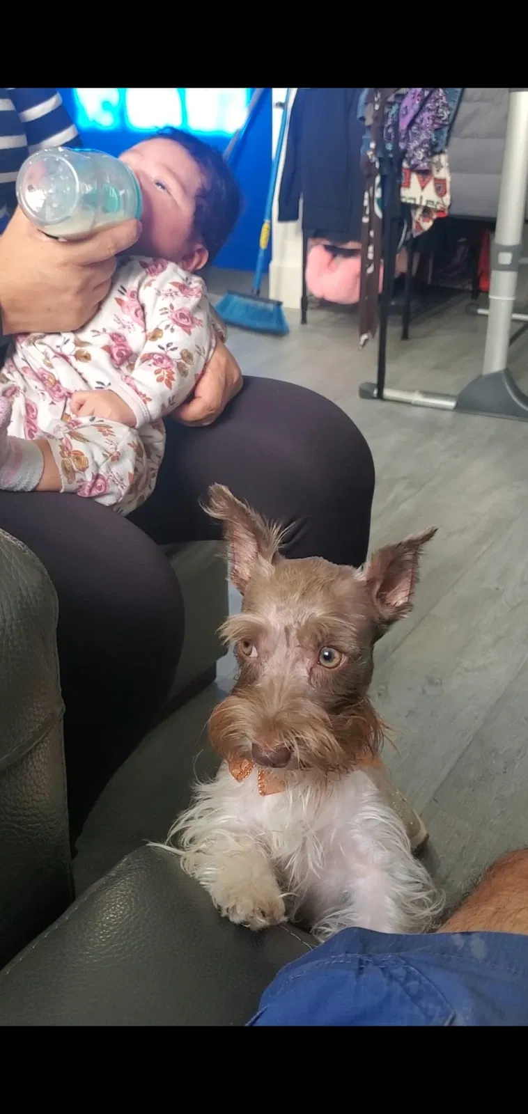 Lost dog in Miami, FL, 33165