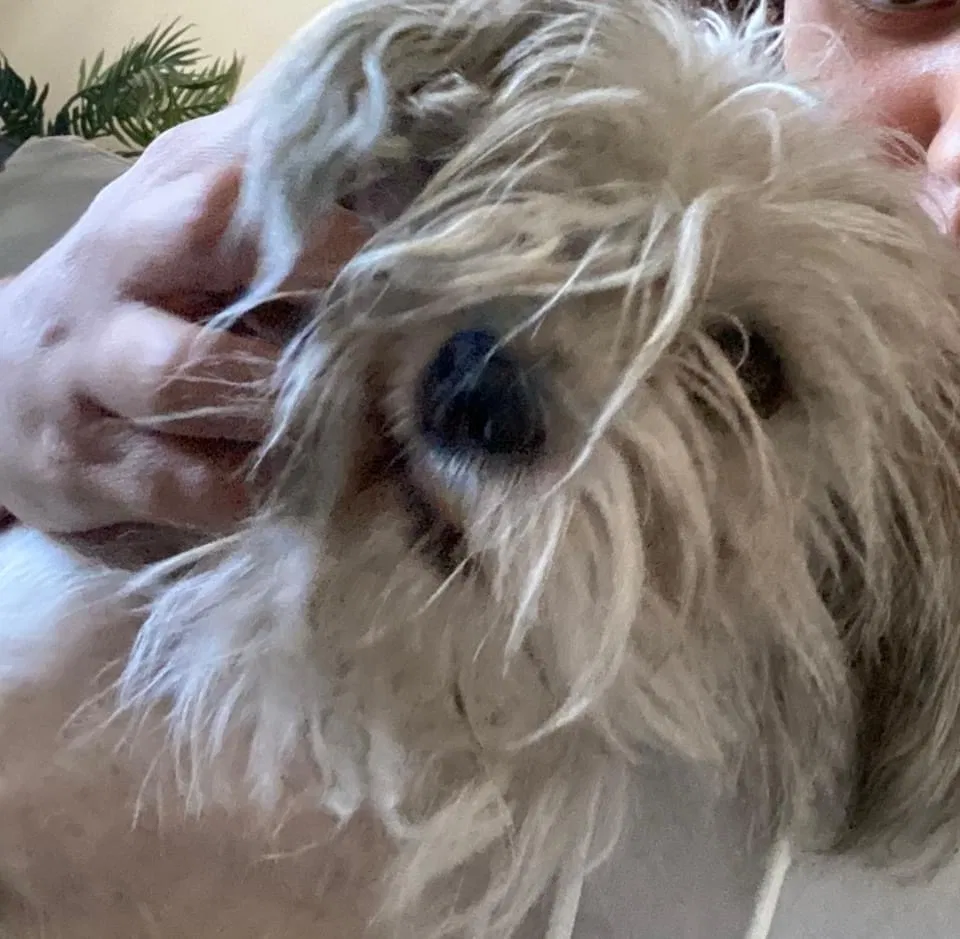 Lost dog in Las Vegas, NV, 89123