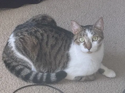 Lost cat in Celina, TX, 75009