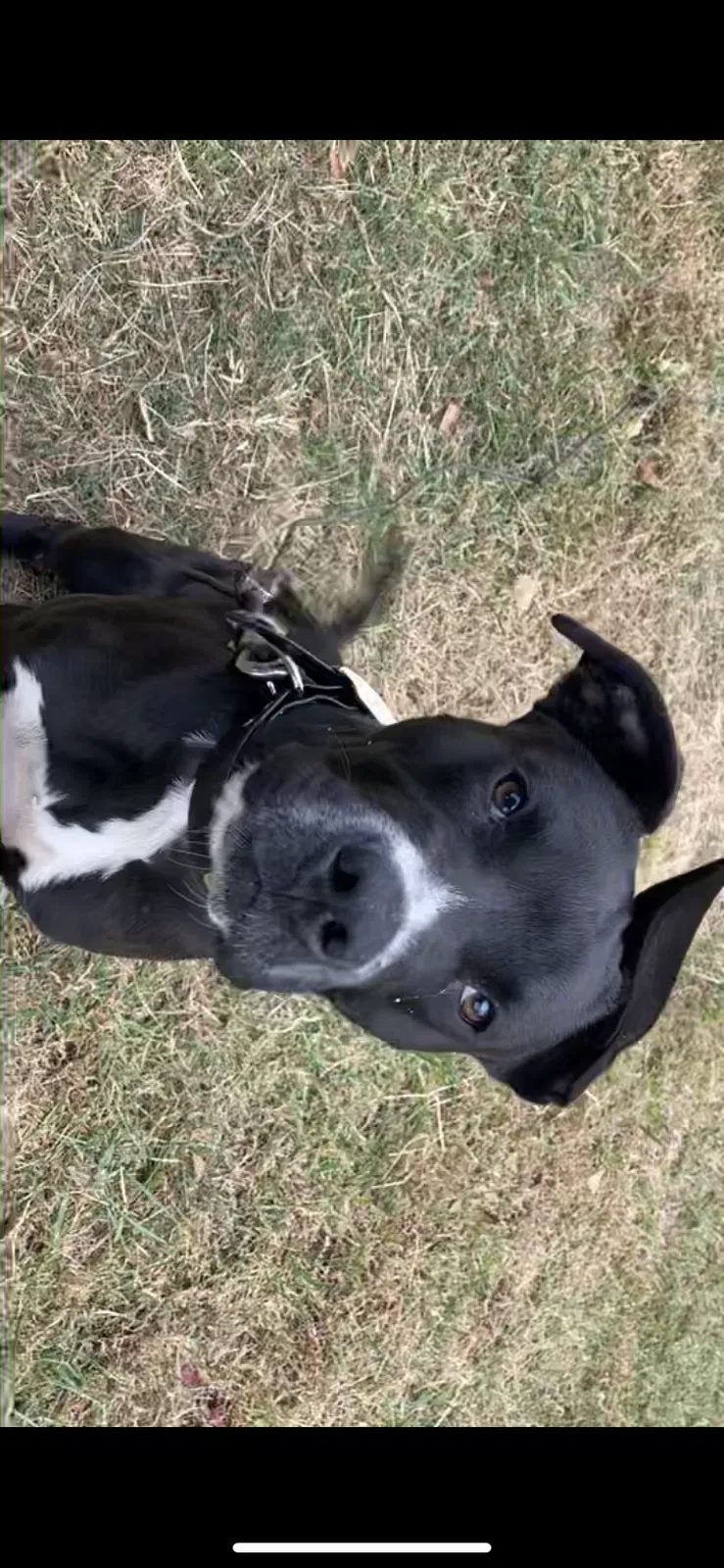 Lost dog in Clinton, SC, 29325