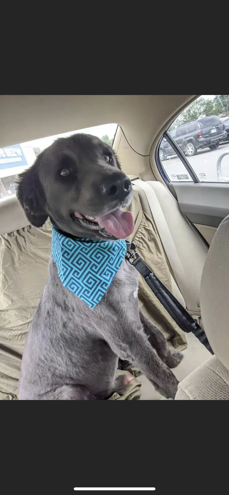 Lost dog in Jonesboro, AR, 72401