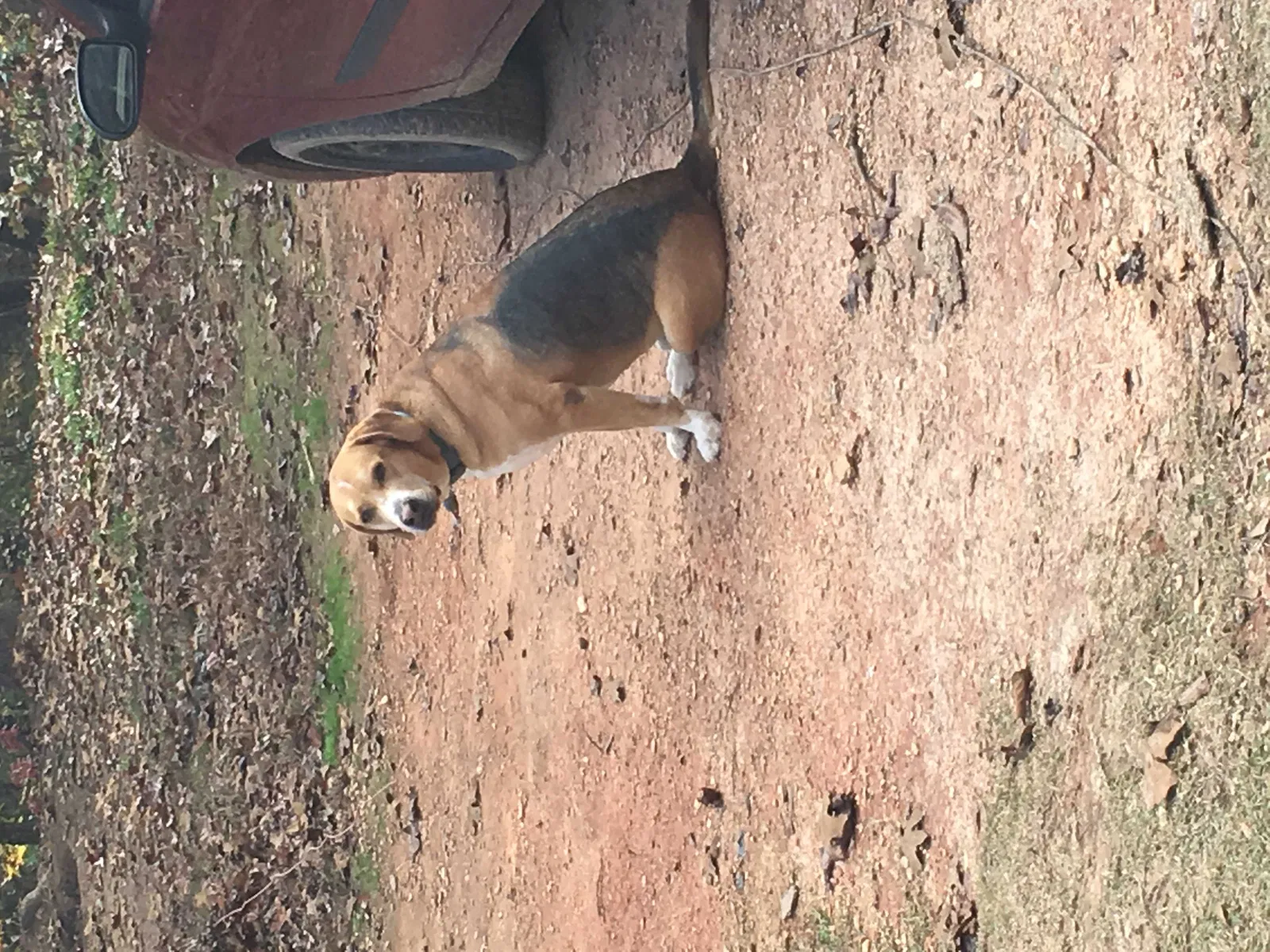 Lost dog in Whitesburg, GA, 30185