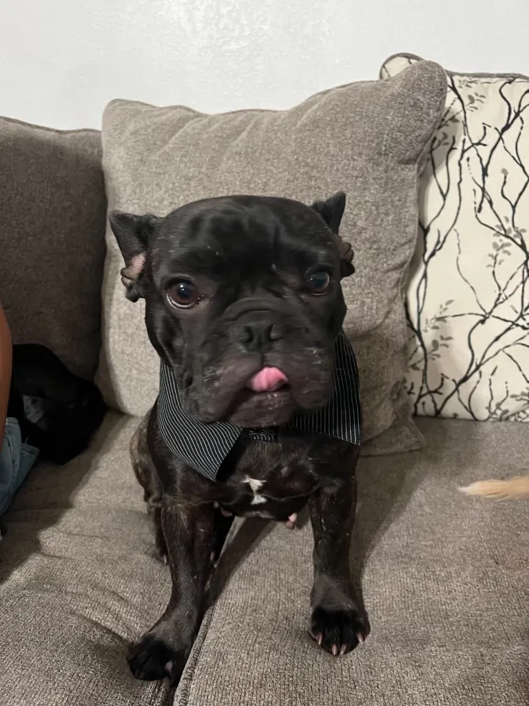 Lost dog in Montclair, CA, 91763