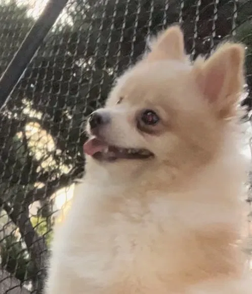 Lost dog in Houston, TX, 77074