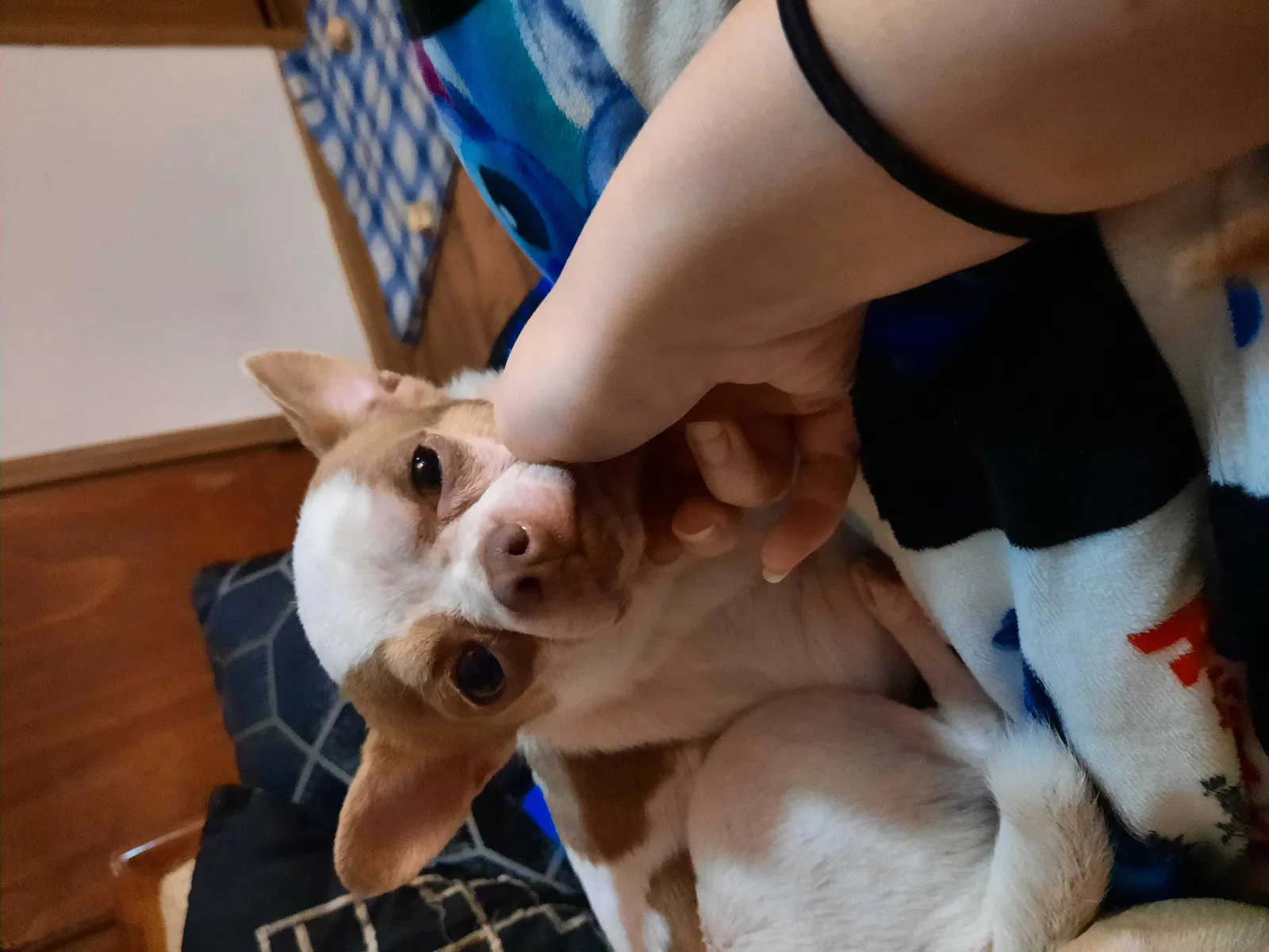 Lost dog in Springfield, MO, 65802