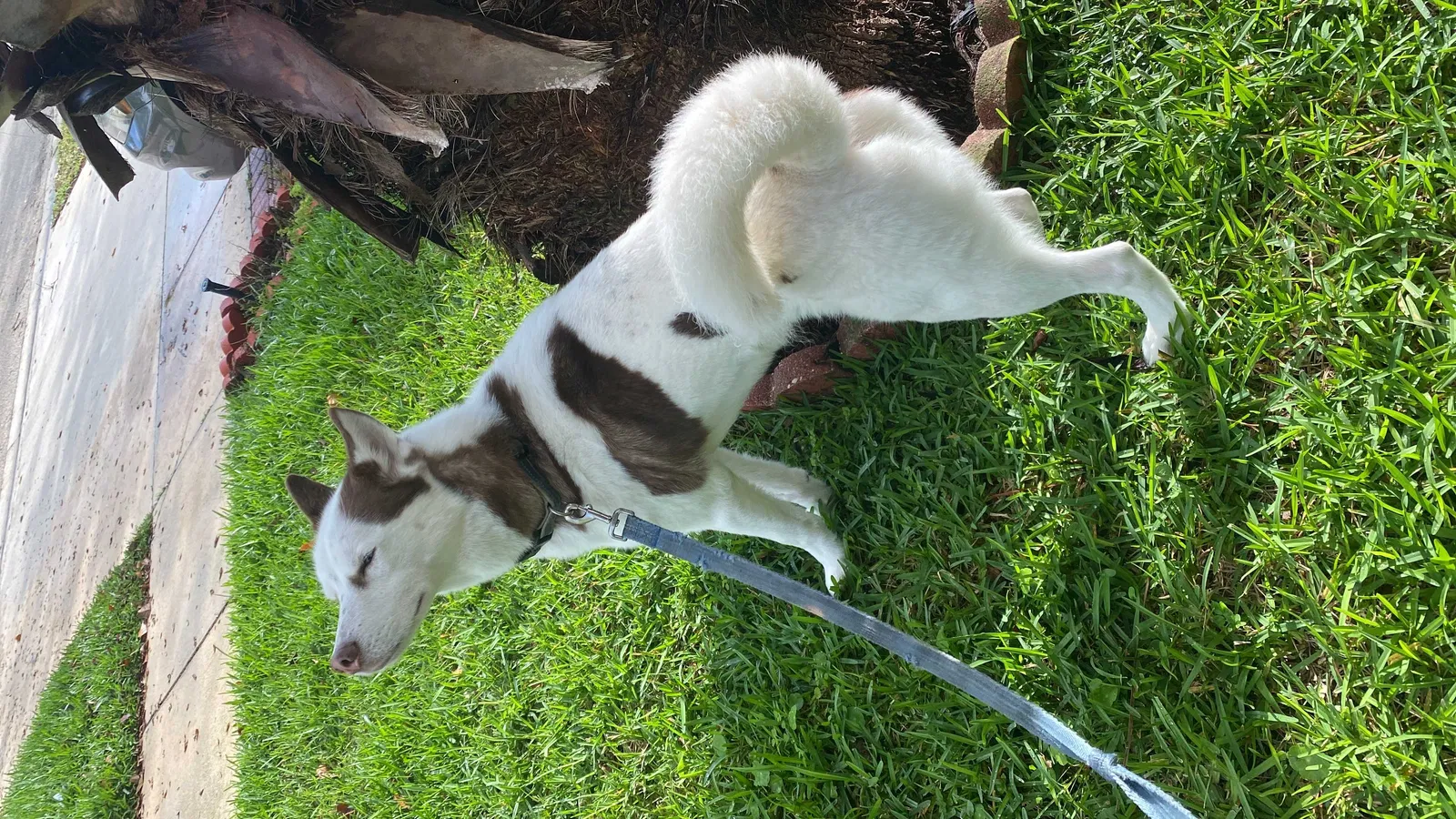 Lost dog in Pembroke Pines, FL, 33028