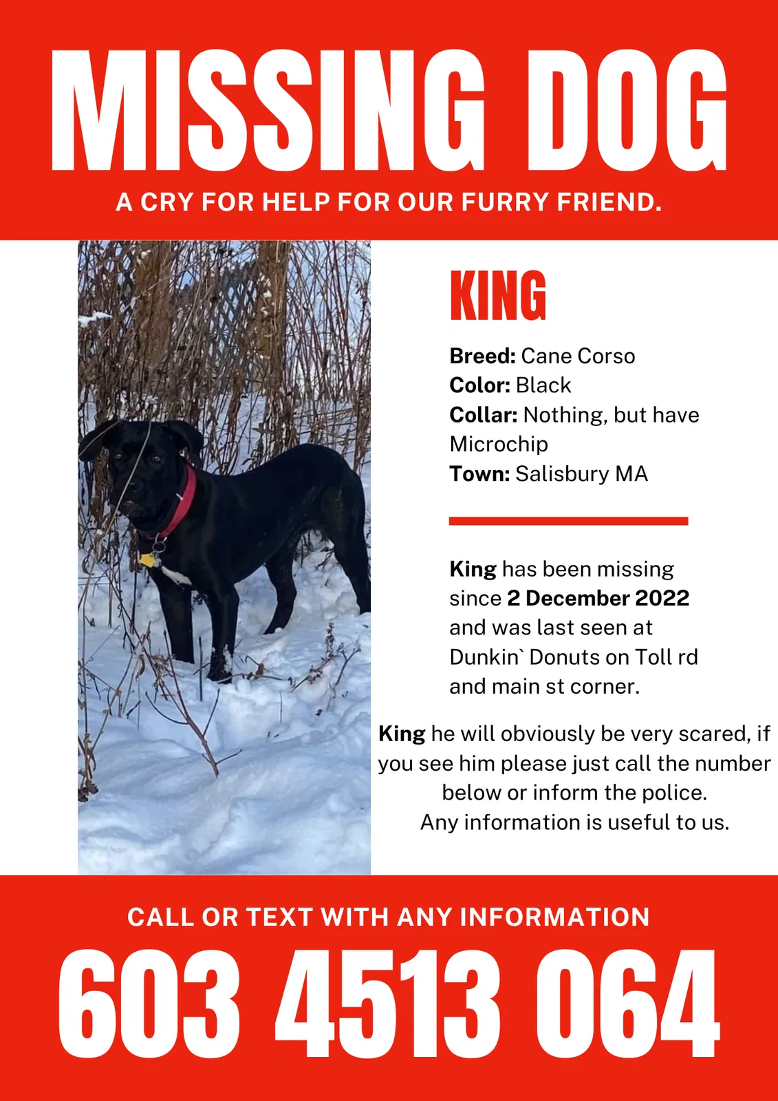 Lost dog in Salisbury, MA, 1952