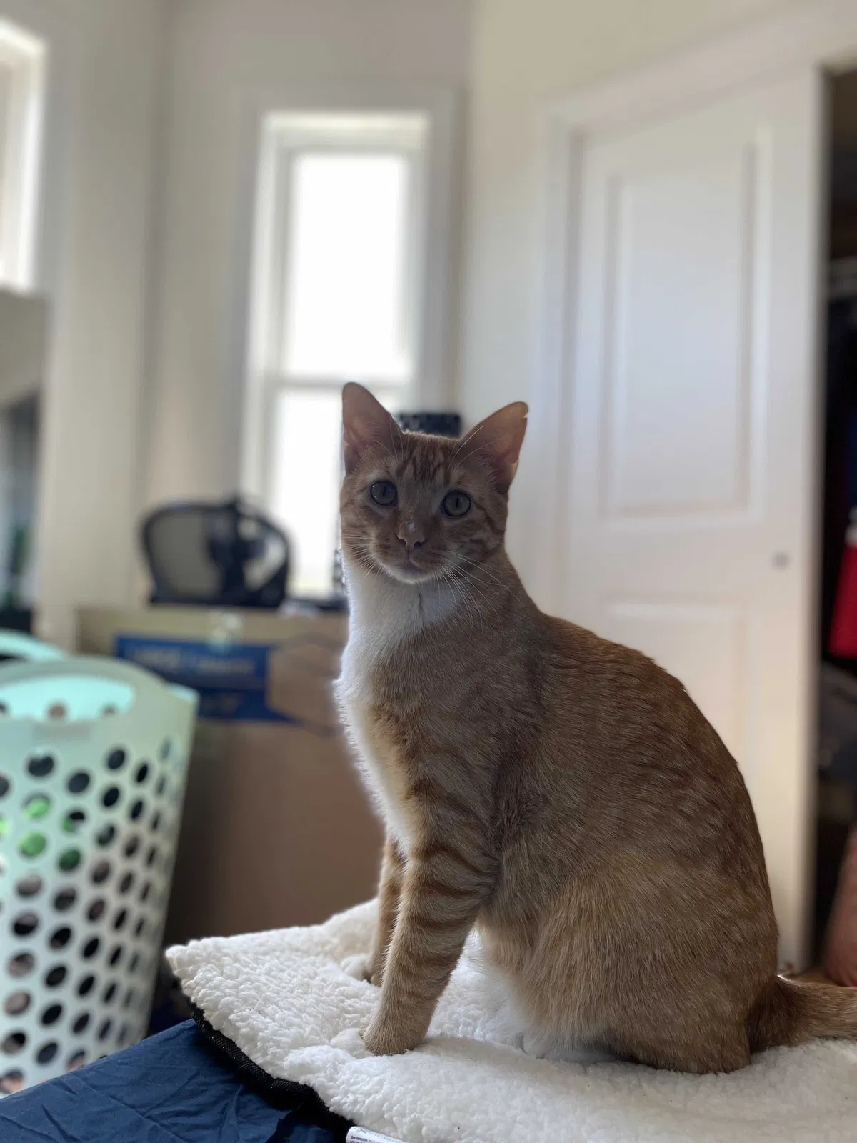 Lost cat in Roxbury, MA, 2119