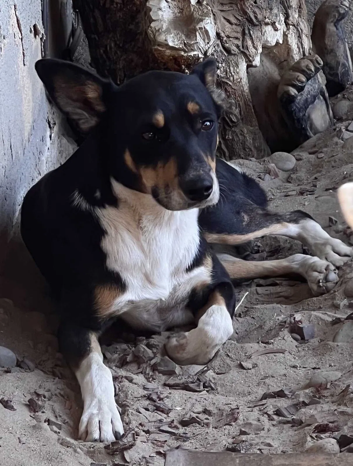 Lost dog in Fresno, CA, 93706