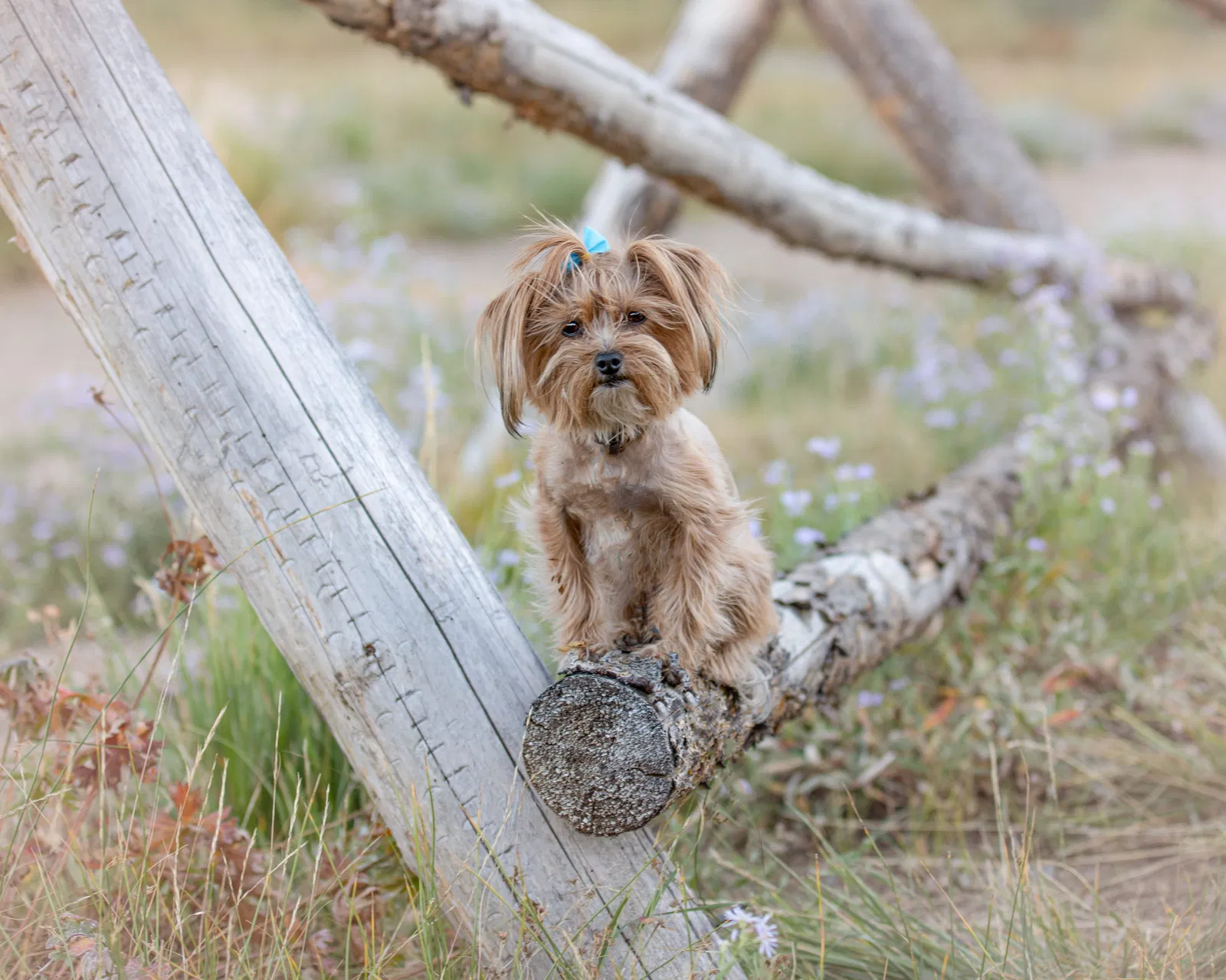 Lost dog in South Jordan, UT, 84095
