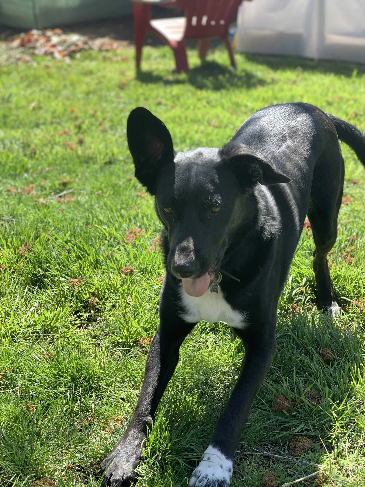 Lost dog in Visalia, CA, 93292