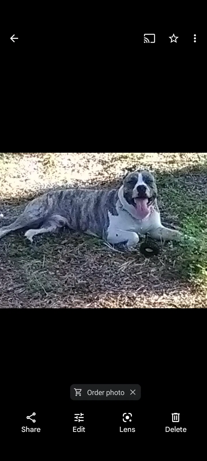 Lost dog in Daytona Beach, FL, 32114