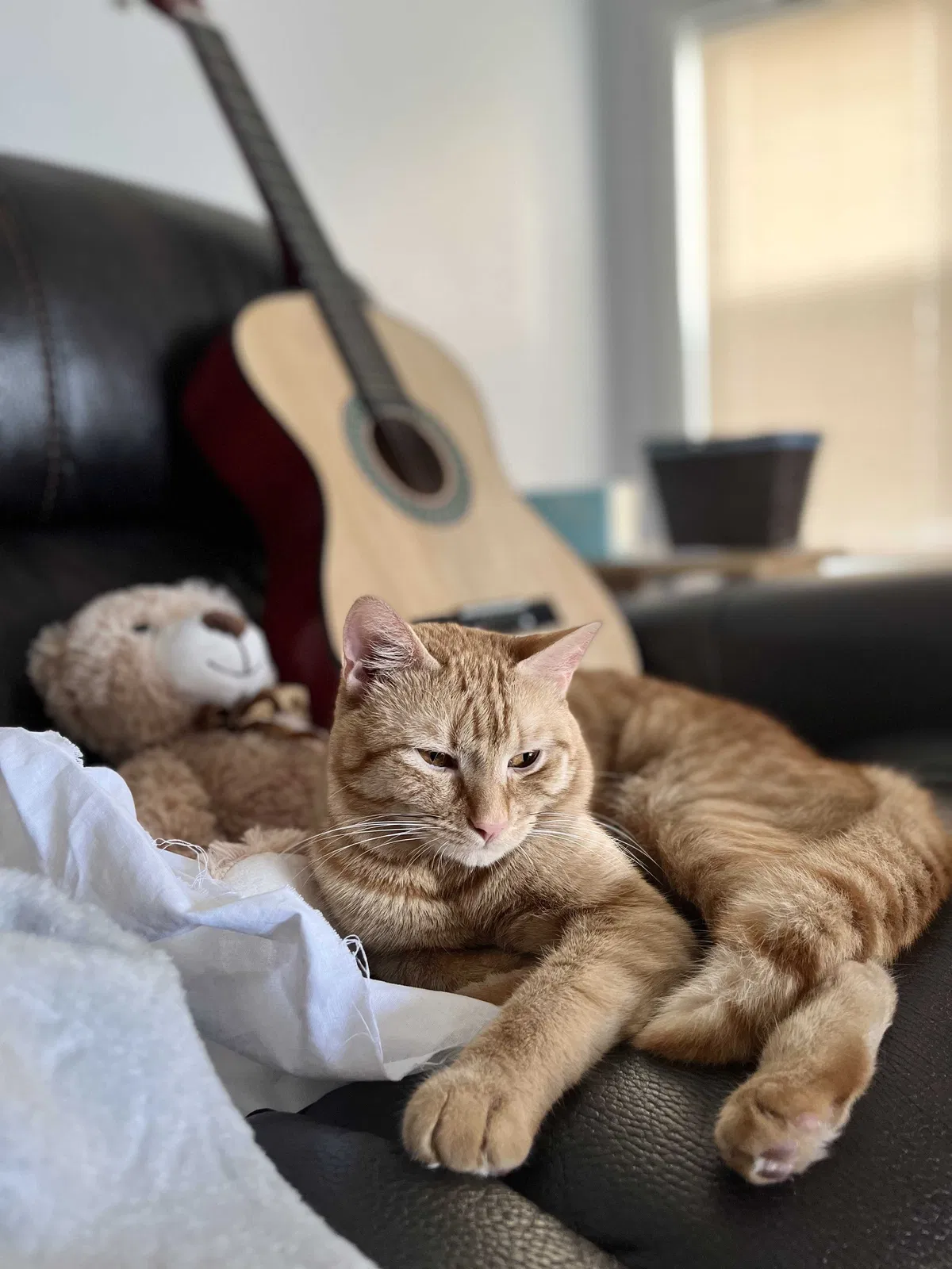 Lost cat in Chelsea, MA, 2150
