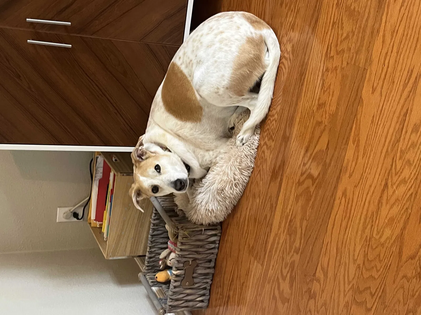 Lost dog in Lakeland, FL, 33809