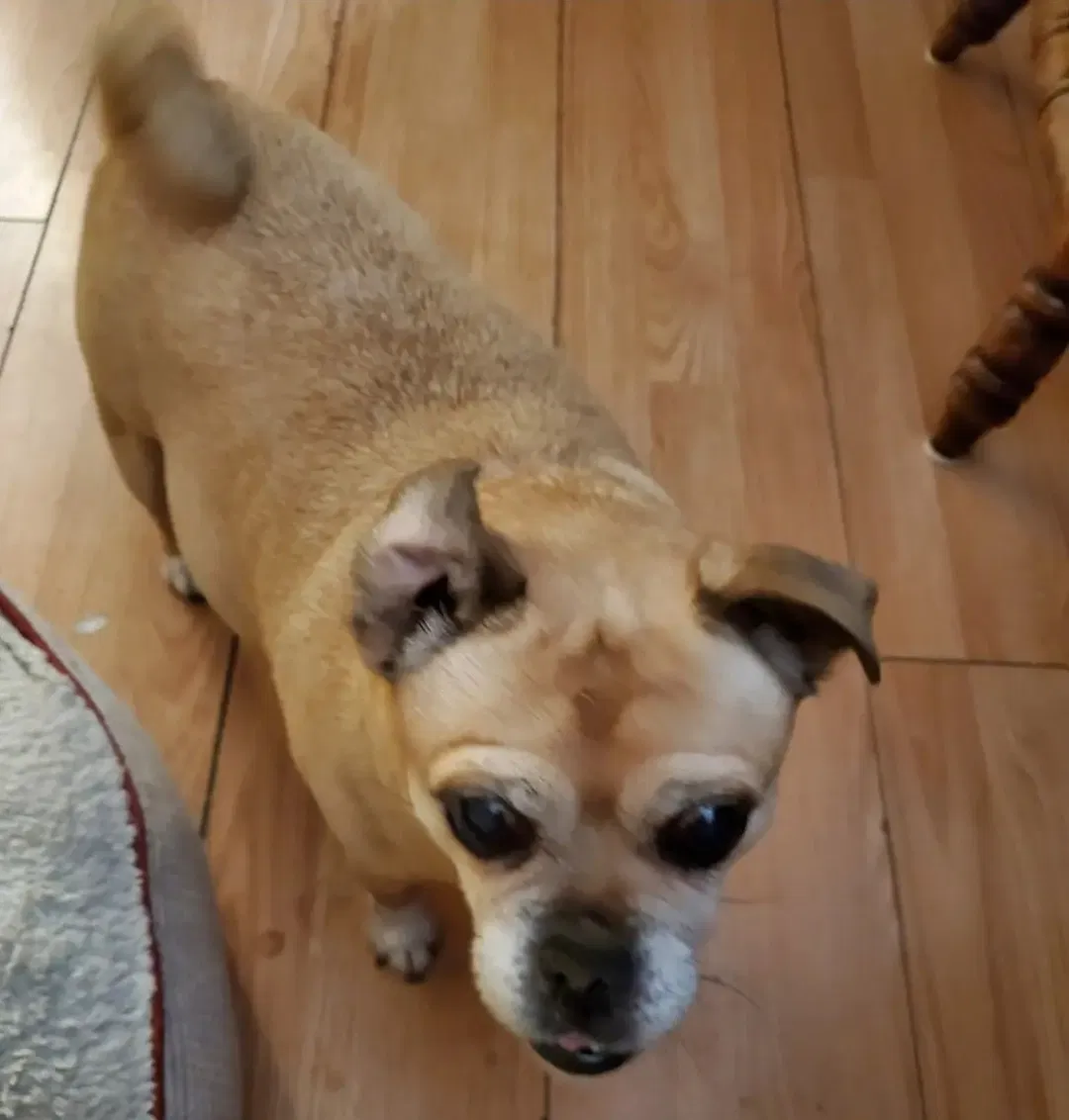 Lost dog in Chowchilla, CA, 93610
