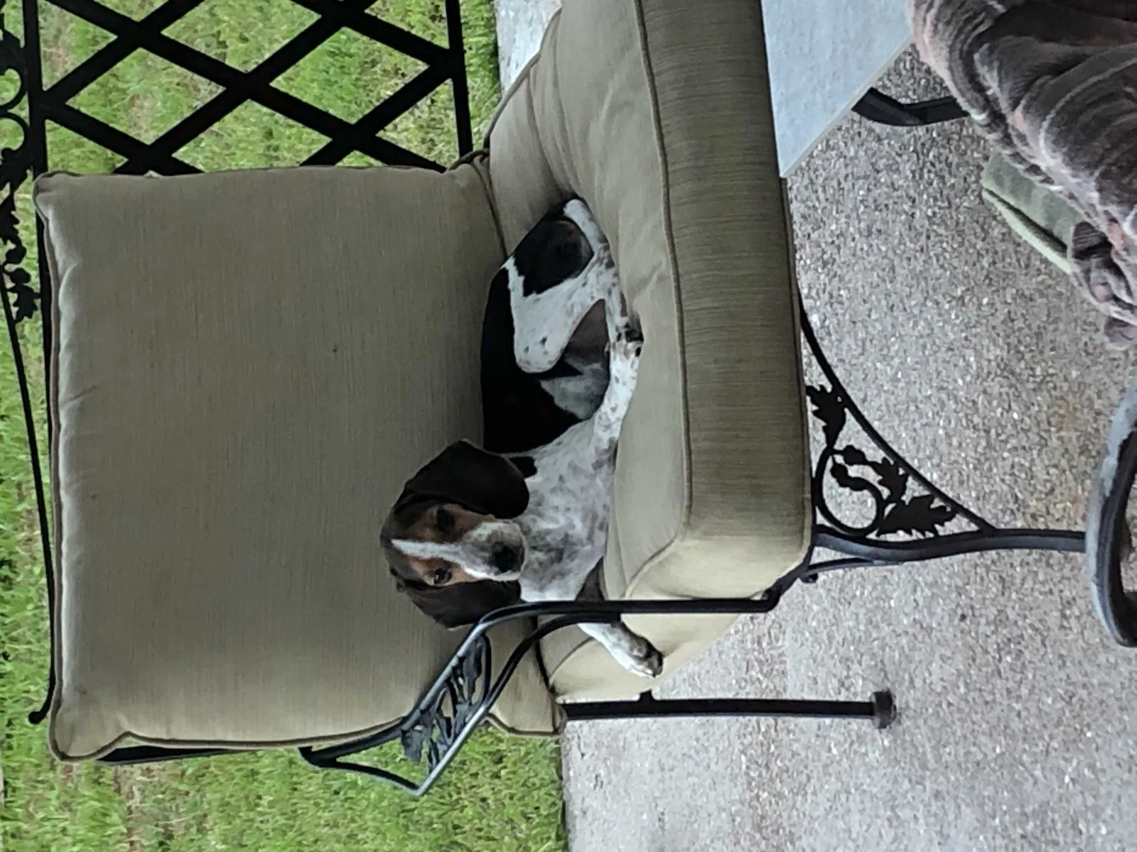 Lost dog in Houston, TX, 77041
