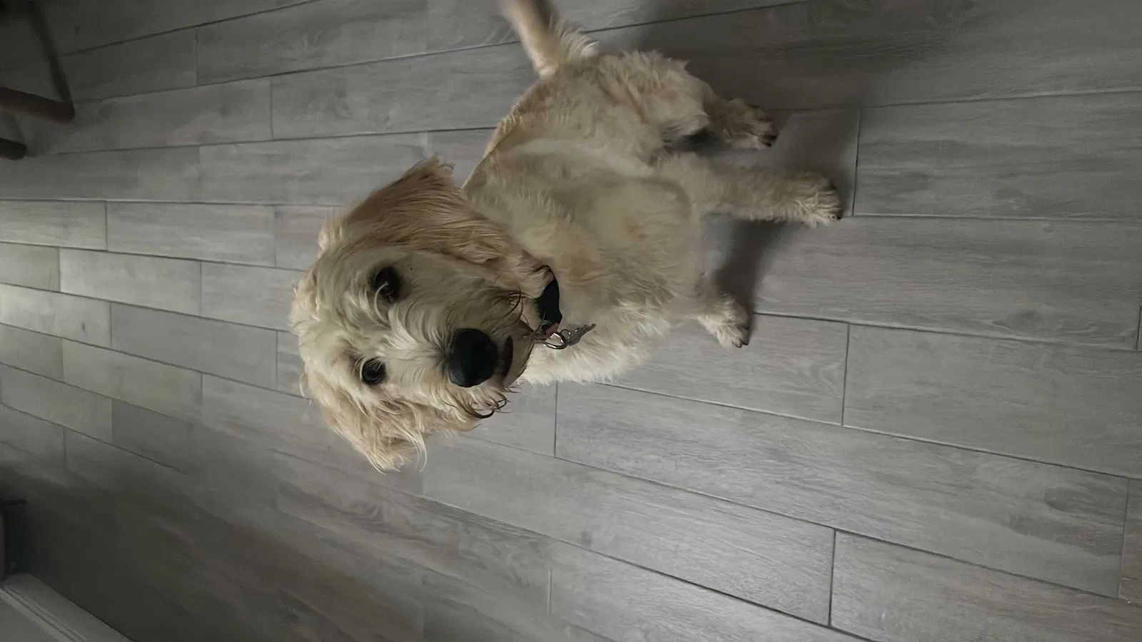 Lost dog in Bradenton, FL, 34210