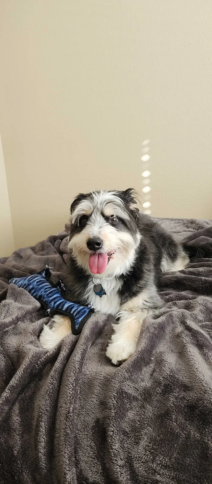 Lost dog in Fort Collins, CO, 80521