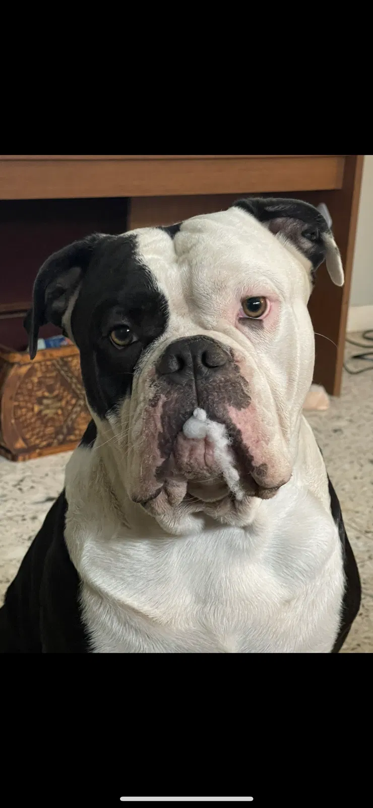 Lost dog in Corpus Christi, TX, 78413
