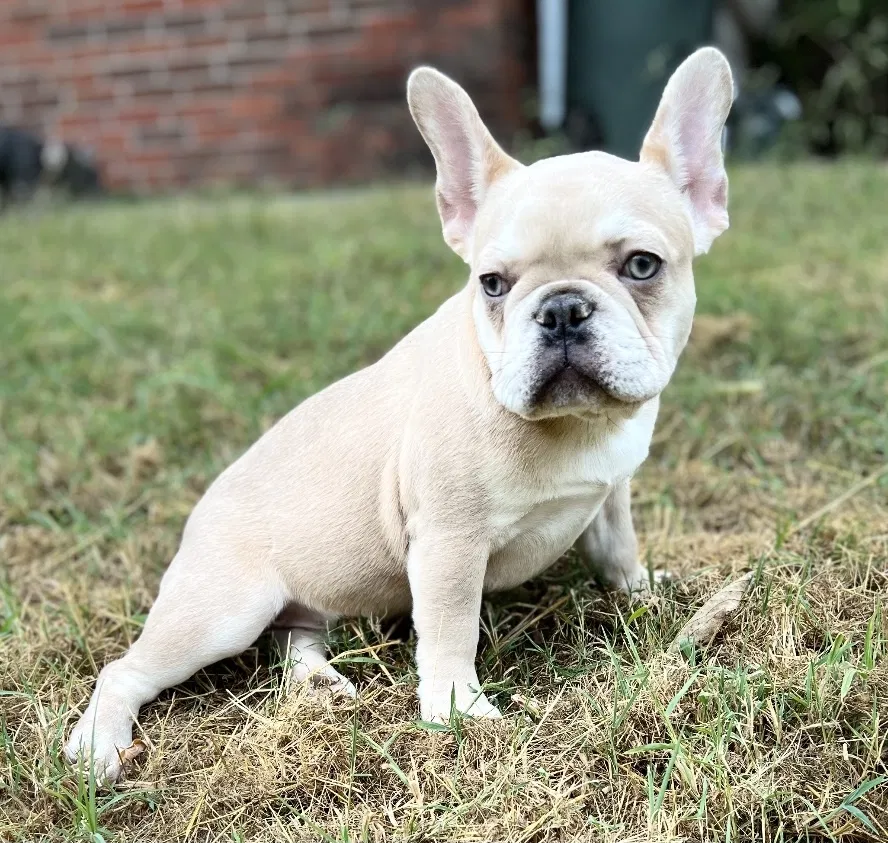 Lost dog in Fayetteville, AR, 72703