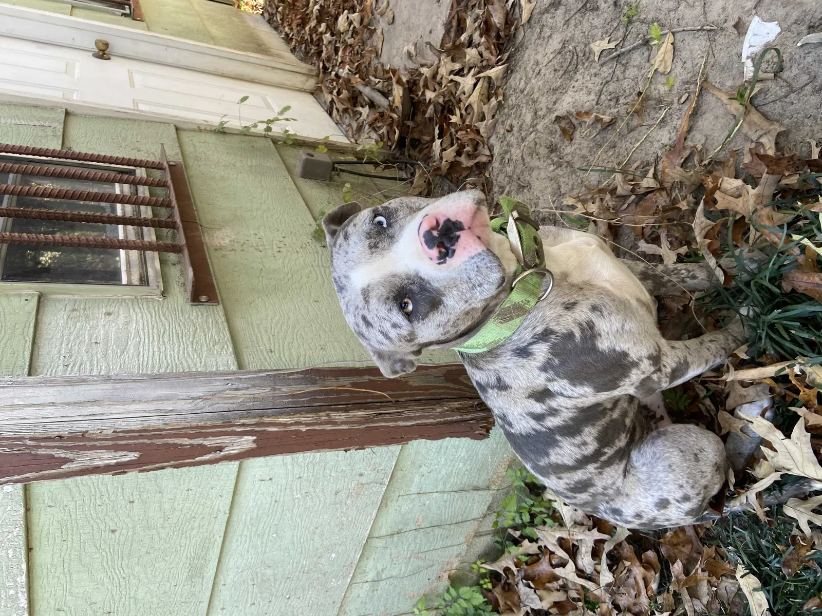 Lost dog in North, SC, 29112