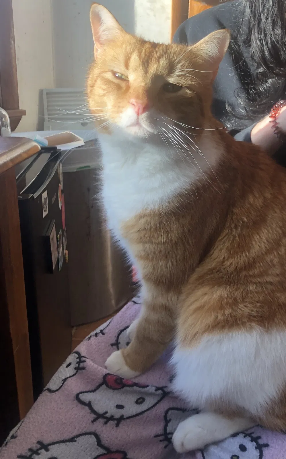 Lost cat in Aurora, OH, 44202