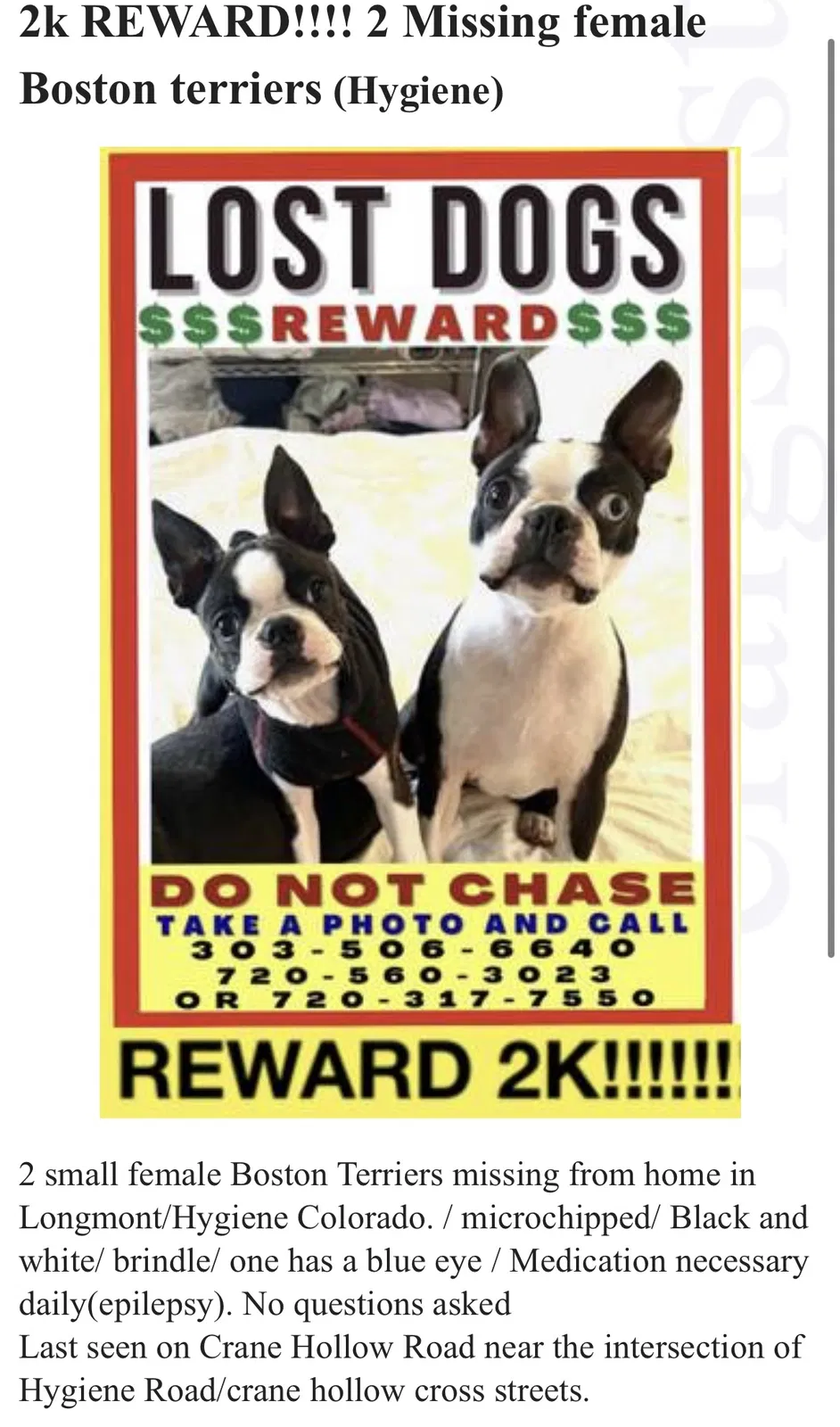 Lost dog in Longmont, CO, 80503